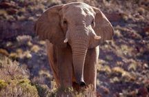 Full Day Aquila Big 5 Safari from Cape Town