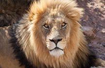 Full Day Aquila Big 5 Safari from Cape Town