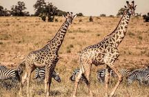  1-Day Mikumi National Park Safari from Zanzibar