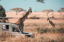  1-Day Mikumi National Park Safari from Zanzibar