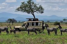  1-Day Mikumi National Park Safari from Zanzibar