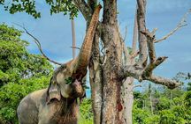 Koh Samui Elephant Sanctuary and Island Life Experience