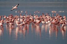 Eco Tour to the Aral Sea