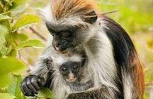 Jozani Forest and Salaam Cave Adventure