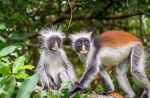 Jozani Forest and Salaam Cave Adventure