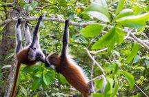 Jozani Forest and Salaam Cave Adventure