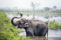 Half Day Sharing Jeep Safari in Chitwan National Park