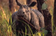 Half Day Sharing Jeep Safari in Chitwan National Park