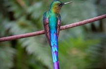 Mindo Cloud Forest Guided Private Tour 