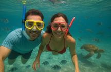 Sea Turtle Snorkel Tour