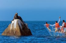 Cabo San Lucas Arc Transparent Boat Tour