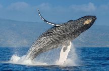 Whales watching & Snorkeling tour