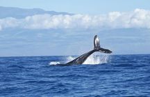 Whales watching & Snorkeling tour