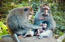 Ubud Hidden Wonders A Day in Balis Heart