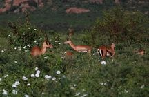 Tsavo East Full-Day Safari from Mombasa or Diani beach