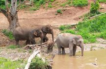 Thai Cooking Class and Elephant Sanctuary: From Market to Forest