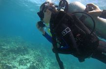 Dolphin Swim: Full-Day Snorkeling Cruise & Buffet Lunch