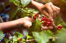 Authentic Arusha Coffee Experience