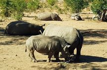 Mosi-oa-Tunya National Park Safari Game Drive and Rhino Walk
