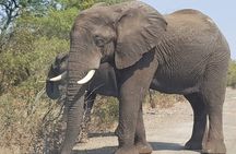 Mosi-oa-Tunya National Park Safari Game Drive and Rhino Walk