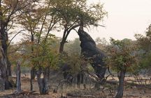 Mosi-oa-Tunya National Park Safari Game Drive and Rhino Walk