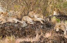 Private Day Tour to Amboseli National Park