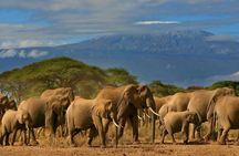 Private Day Tour to Amboseli National Park