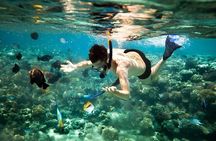 Dolphin Swim: Full-Day Snorkeling Cruise & Buffet Lunch