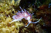 Scuba Diving in La Maddalena & Lavezzi Park for certified divers.