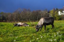 Tromsø: Fjord Adventure Tour with Wildlife and Lunch