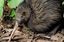 **Popular Cruiseship Tour** - Total Kiwi Experience!