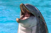 Dolphin House Luxury Snorkeling Sea Trip & With Lunch - Hurghada