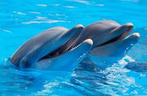 Dolphin House Luxury Snorkeling Sea Trip & With Lunch - Hurghada