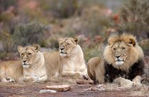 Aquila Safari Tour Full Day