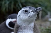Penguin Watching in Isla Martillo from Puerto Almanza