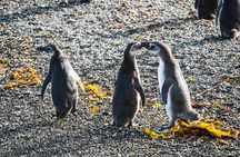 Penguin Watching in Isla Martillo from Puerto Almanza