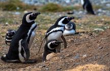 Penguin Watching in Isla Martillo from Puerto Almanza