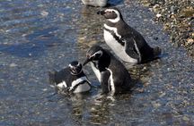 Penguin Watching in Isla Martillo from Puerto Almanza