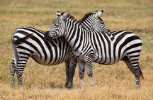 4 Day Camping Safari Adventure in Arusha