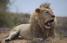 4 Day Camping Safari Adventure in Arusha