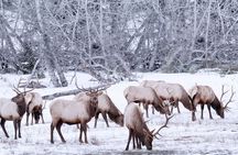 Explore Banff + Wildlife