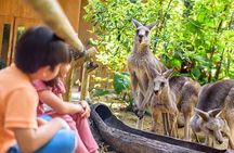 Singapore Zoo Tickets with Tram Ride