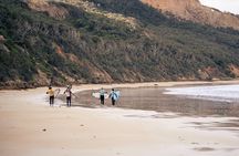 Taster Surf Lesson in Torquay/Anglesea, Learn to Surf for Adults