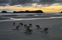 Airlie Beach: Kangaroos on the beach at dawn. 