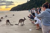 Airlie Beach: Kangaroos on the beach at dawn. 