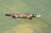 Airlie Beach: Eungella Wild Platypus Encounter Eco Tour