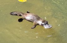 Airlie Beach: Eungella Wild Platypus Encounter Eco Tour