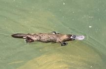 Airlie Beach: Eungella Wild Platypus Encounter Eco Tour
