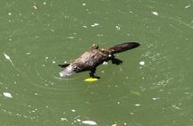 Airlie Beach: Eungella Wild Platypus Encounter Eco Tour