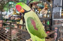 Airlie Beach: Sightseeing Bus Tour (Cruise-Ship Friendly)